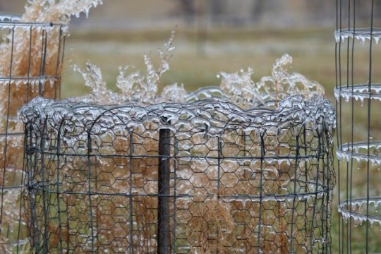 frozen chicken wire