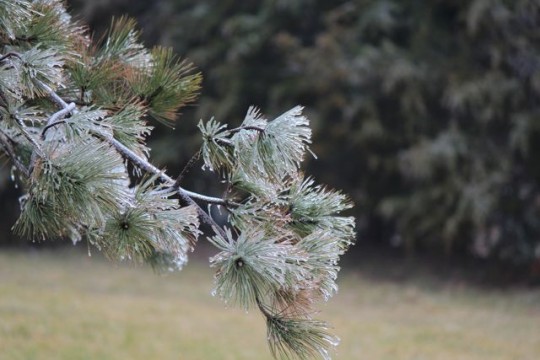 frozen fur tree